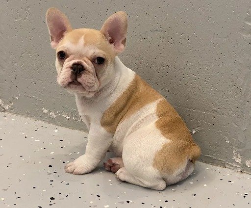 Chocolate Fawn French Bulldog